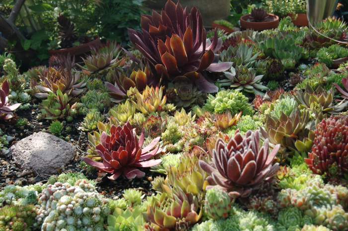 Sempervivum Dachwurz Hauswurz